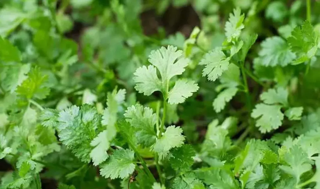 వ్యవసాయ ఉత్పత్తులకు ఎగుమతి కేంద్రంగా బెంగళూర్ వ్యవసాయ ఉత్పత్తులకు ఎగుమతి కేంద్రంగా బెంగళూర్