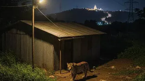 శ్రీశైలం భక్తుల్ని వణికిస్తున్న చిరుత పులి!