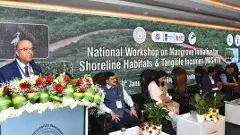 మడ అడవులు ప్రకృతి గోడలు