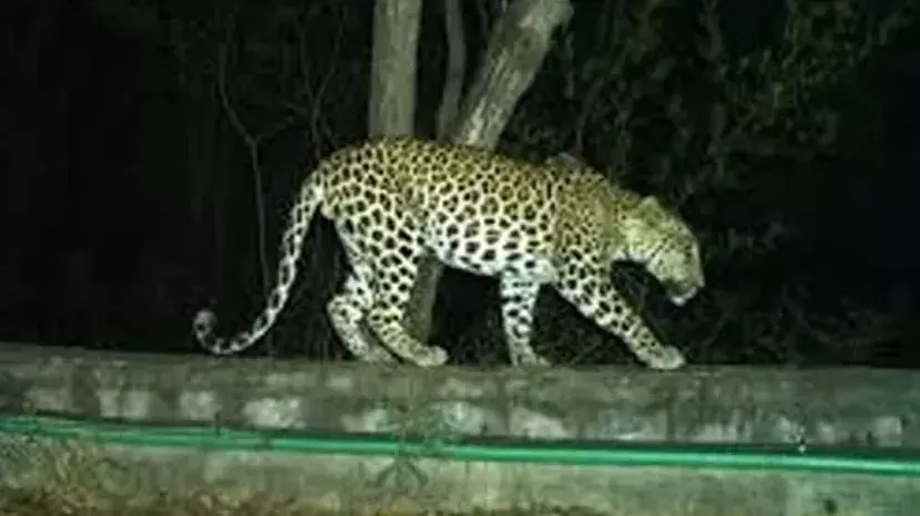 శ్రీవారి యాత్రికులను భయపెట్టిన చిరుత