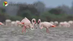 రారండోయ్..  నేలపట్టు పక్షుల పండుగ చూద్దాం..