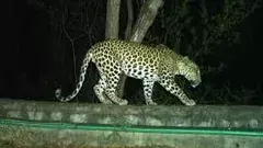 శ్రీవారి యాత్రికులను భయపెట్టిన చిరుత