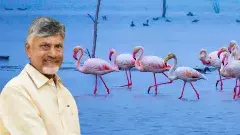 పక్షుల పండుగకు నేనూ వస్తున్నా...