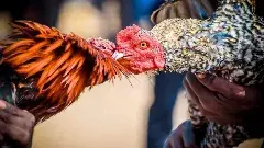 కోడిపందెం.. జూదమా? సంప్రదాయమా? కోర్టులు తేల్చిన లెక్కలివే!