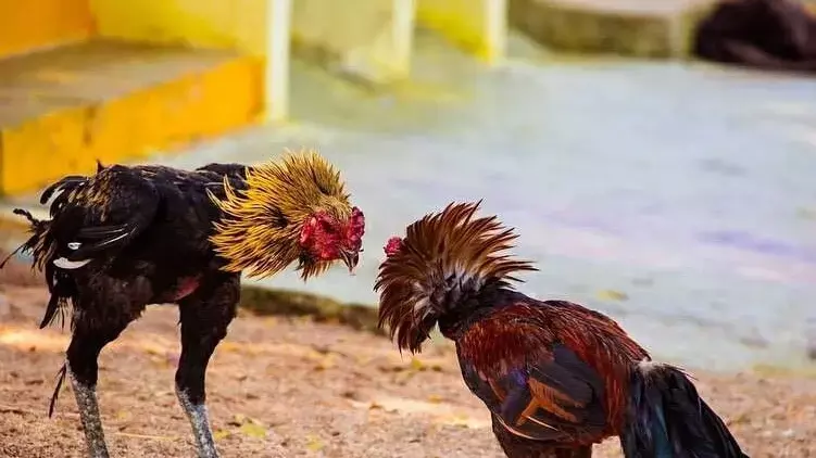 కోడి గెలుస్తుందా..కోర్టు గెలుస్తుందా?