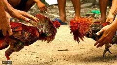 కోడి కి కోటి... బరులు సిద్ధం, పుంజులు రెడీ!