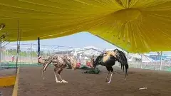 కోడిపందేలకు సిద్ధమైన మీర్జాపురం