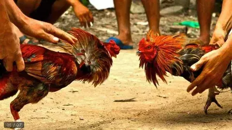 తిరుపతి జిల్లాలో కోడి పందాలపై సంపూర్ణ నిషేధం