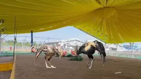 కోడిపందేలకు సిద్ధమైన మీర్జాపురం