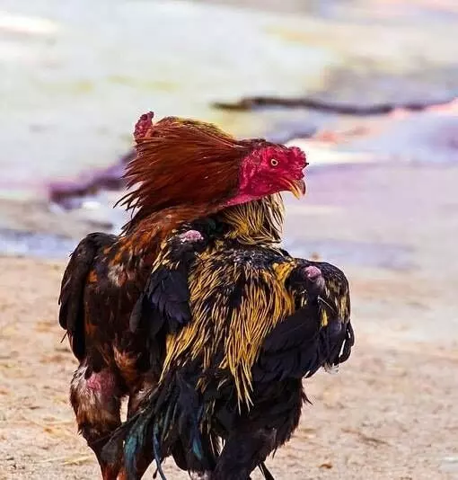 సంక్రాంతి స్పెషల్ ’పులస‘ కాదు కోస : కిలో ఎంతో తెలుసా? సంక్రాంతి స్పెషల్ ’పులస‘ కాదు కోస : కిలో ఎంతో తెలుసా?