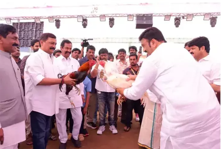 భీమవరంలో కోడి పందేల సంక్రాంతి