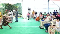 సంక్రాంతి సంబరాల్లో గంగిరెద్దుల గమ్మత్తు