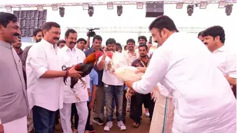 భీమవరంలో కోడి పందేల సంక్రాంతి