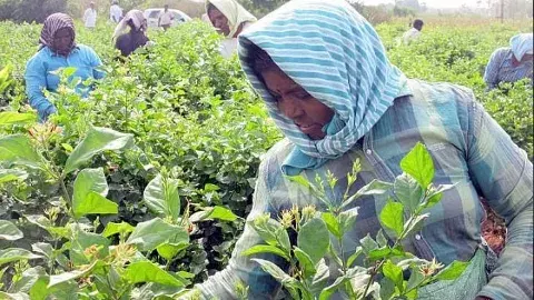 అమరావతిలో వ్యవసాయ కూలీల గురించి ఆలోచించరా?