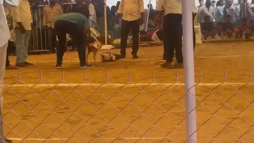 పందెంలో పడకేసిన గుడివాడ కోడిపుంజు