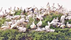 ఆటపాకలో పెరిగిన వలస పక్షుల సందడి