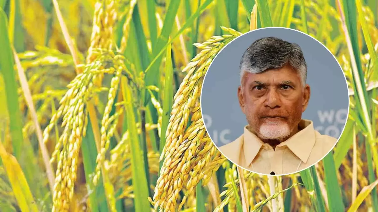 వరికి బోనస్ ఇవ్వకుండా పండిస్తే క్యాన్సర్ వస్తుందని బెదిరిస్తున్న ముఖ్యమంత్రి