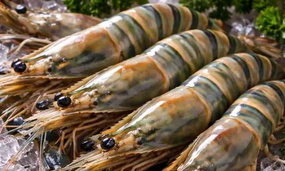 Agriculture, Aqua Agriculture, Aqua