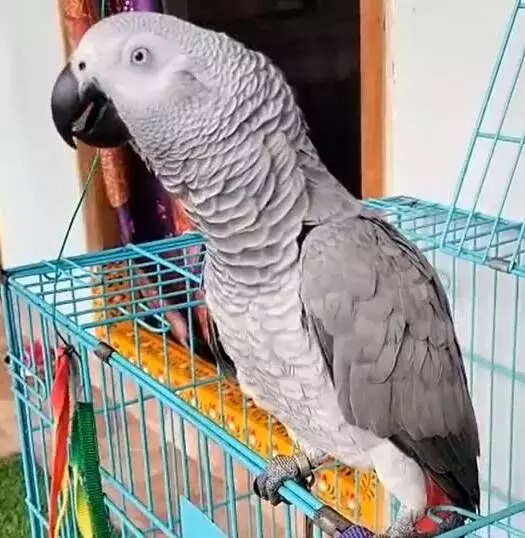 పోలీసుల్లారా.. నా చిలుకమ్మను కనిపెట్టండి ప్లీజ్ పోలీసుల్లారా.. నా చిలుకమ్మను కనిపెట్టండి ప్లీజ్