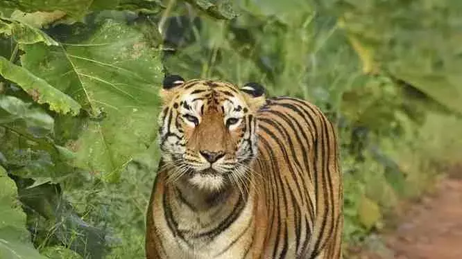 తెలంగాణ పులి..ఆంధ్రాలో ’హల్చల్‘