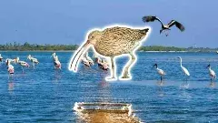 దేవతా పక్షీ.. నేలపట్టుకు వచ్చావా తల్లీ!