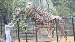 అంజనమ్మ పుట్టినరోజున పవన్ కళ్యాణ్ జిరాఫీ దత్తత