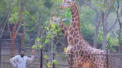 జిరాఫీలను దత్తత తీసుకున్న పవన్ కళ్యాణ్