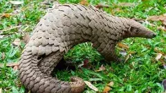 అమ్మకానికి అలుగు..కోటి రూపాయల బేరం..సీన్ కట్ చేస్తే జైలు ఊచలు