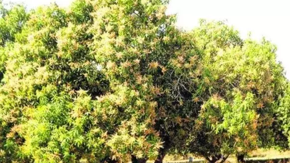 మామిడి పూత రాలుతోంది...