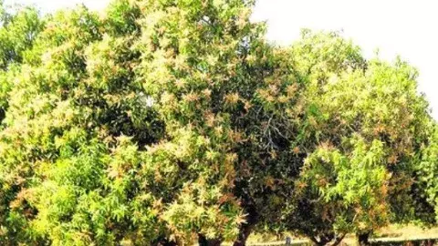 మామిడి పూత రాలుతోంది...