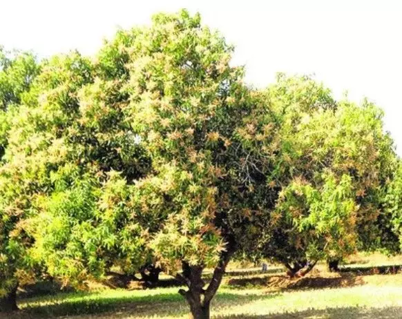 మామిడి పూత రాలుతోంది... మామిడి పూత రాలుతోంది...