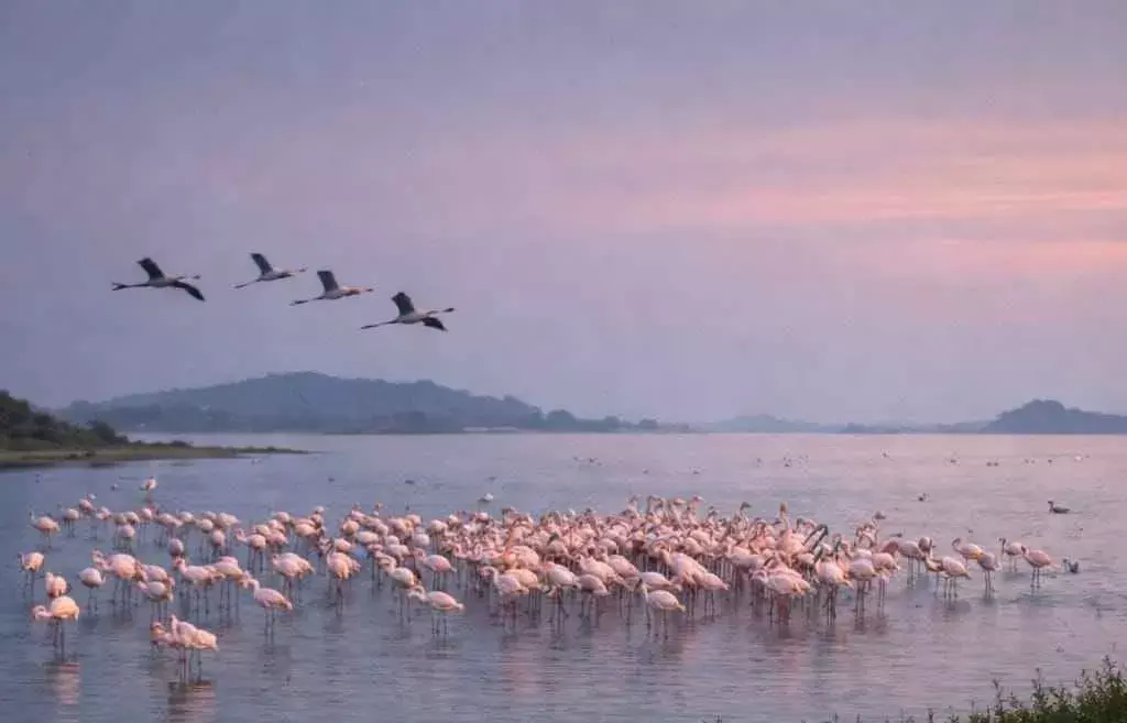 నేచర్ టూరిజం: పార్లమెంటును తాకిన సైబీరియా పక్షుల సవ్వడి!