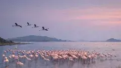 నేచర్ టూరిజం: పార్లమెంటును తాకిన సైబీరియా పక్షుల సవ్వడి!