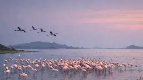 నేచర్ టూరిజం: పార్లమెంటును తాకిన సైబీరియా పక్షుల సవ్వడి!