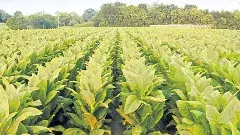 అన్‌బ్రాండెడ్ ముడి పొగాకుపై ఎక్సైజ్ సుంకం సున్నా