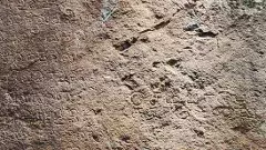 సదాశివకోన అడవుల్లో కనుమరుగవుతున్న పురాతన శిలాశాసనాలు