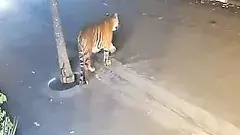 రాజమండ్రి పులి ప్రయాణం..15 రోజులు..600 కిలోమీటర్లు