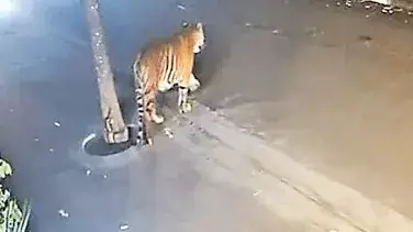 రాజమండ్రి పులి ప్రయాణం..15 రోజులు..600 కిలోమీటర్లు