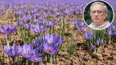 పీపీపీలో శాఫ్రాన్‌ సాగుతో గిరిజనులకు హాని!