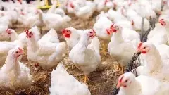 ఆంధ్రాను వణికిస్తున్న బర్డ్ ఫ్లూ