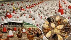 Exclusive | చిత్తూరులో బర్డ్ ఫ్లూ: వైరస్ మూలాలు హైదరాబాదులోనే..?