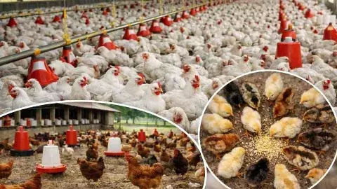 Exclusive | చిత్తూరులో బర్డ్ ఫ్లూ: వైరస్ మూలాలు హైదరాబాదులోనే..?