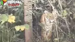 అదిగో పులి.. గర్జన వినిపిస్తున్నా... శ్రీశైలం వైపే యాత్రికుల అడుగులు