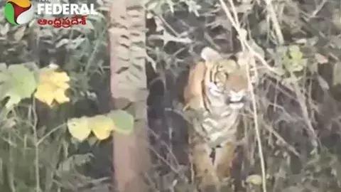 అదిగో పులి.. గర్జన వినిపిస్తున్నా... శ్రీశైలం వైపే యాత్రికుల అడుగులు