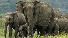 పులిచర్లను భయపెడుతున్న ఏనుగులు