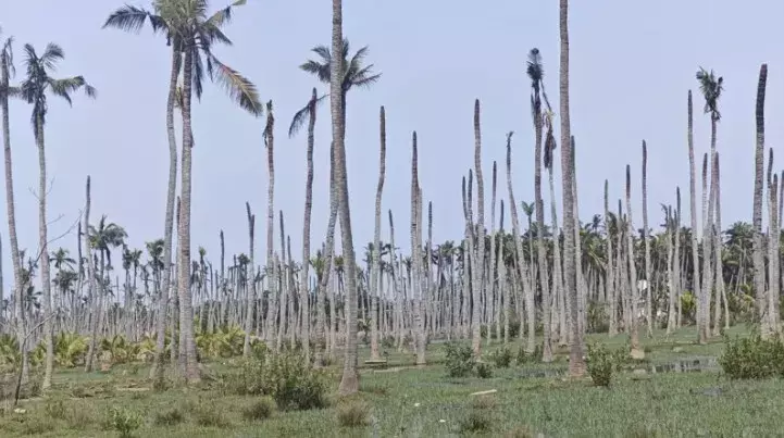 ఇరిగేషన్ డ్రైనేజీలో కొట్టుకుపోయిన ఉభయ గోదావరి రైతుల ఆశలు!
