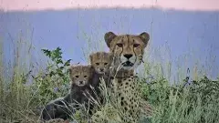 బోట్స్వానా నుంచి కునోకు 8 చిరుతలు