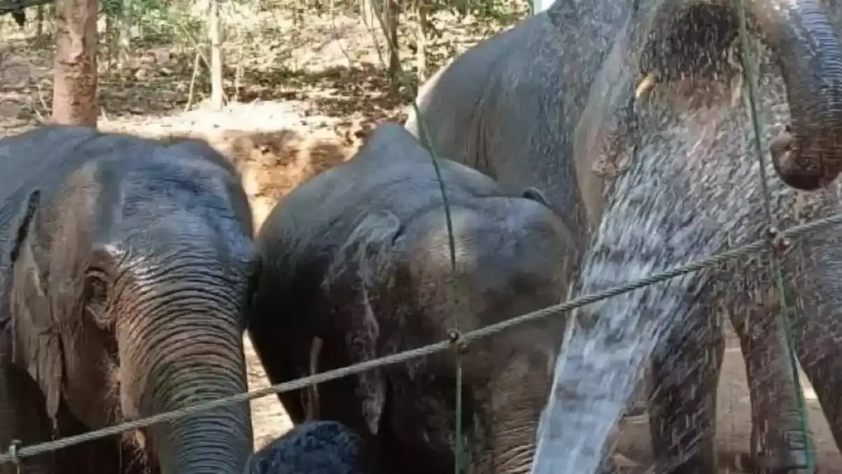 కేర‌ళ‌లో వ‌య‌సుపై బ‌డిన ఏనుగుల పునరావాస కేంద్రం