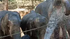 కేర‌ళ‌లో వ‌య‌సుపై బ‌డిన ఏనుగుల పునరావాస కేంద్రం