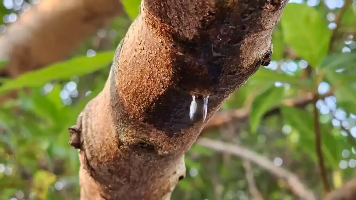 చెట్టు కన్నీళ్లు కార్చిందా?